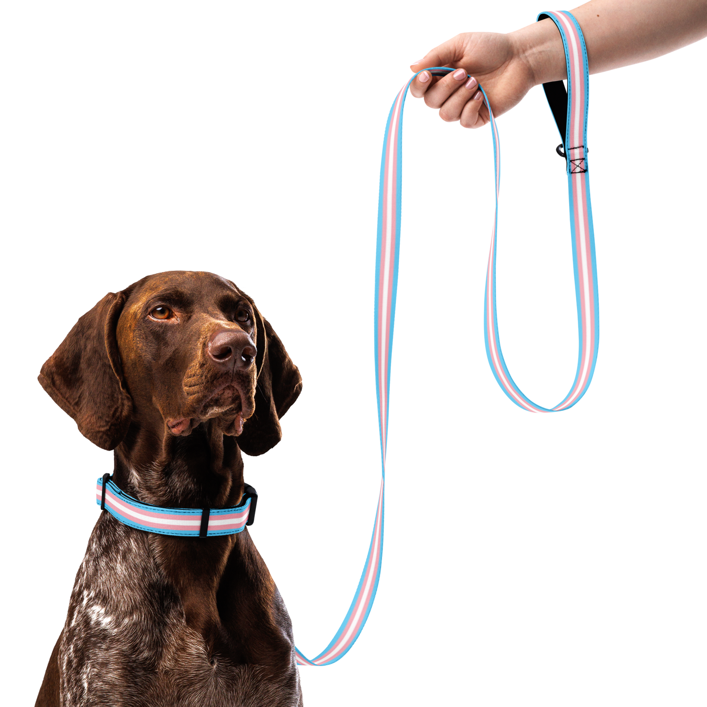 Trans Pride Flag Pet collar & leash