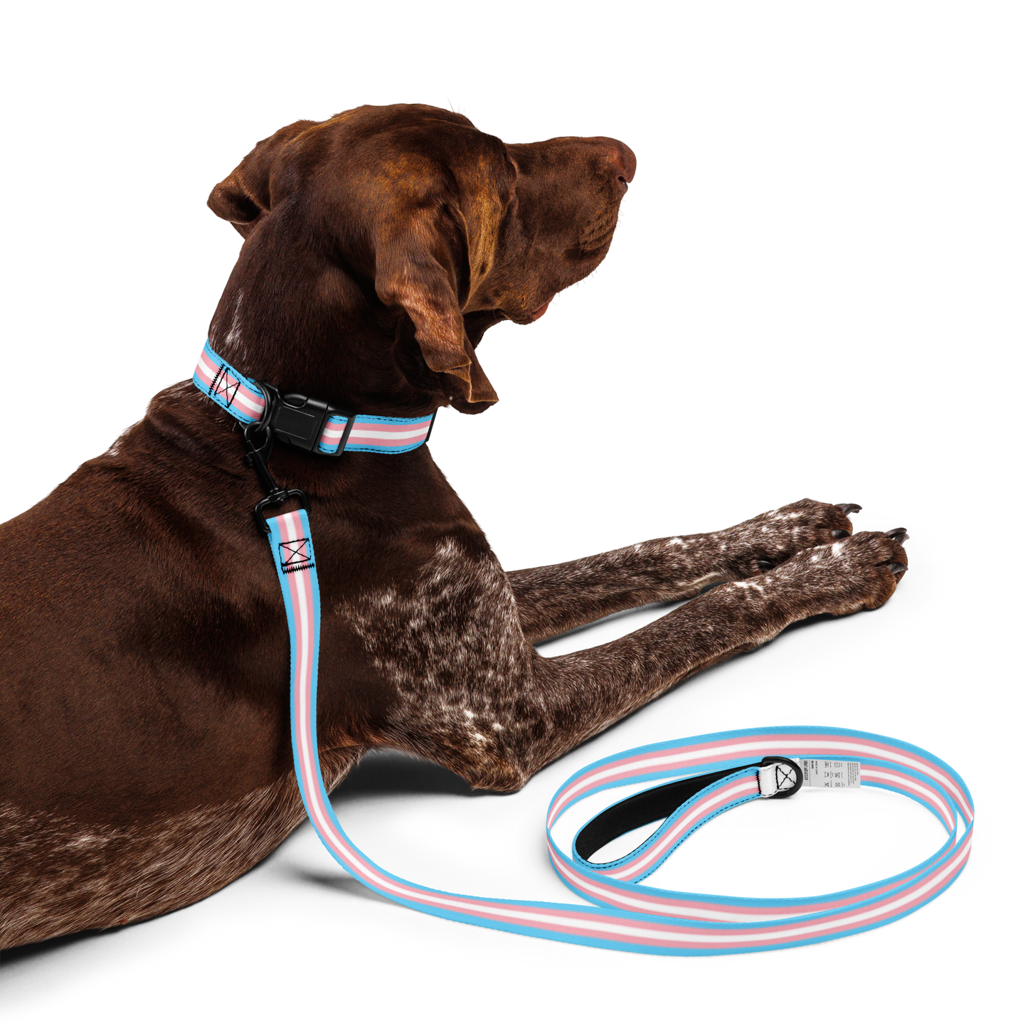 Trans Pride Flag Pet collar & leash