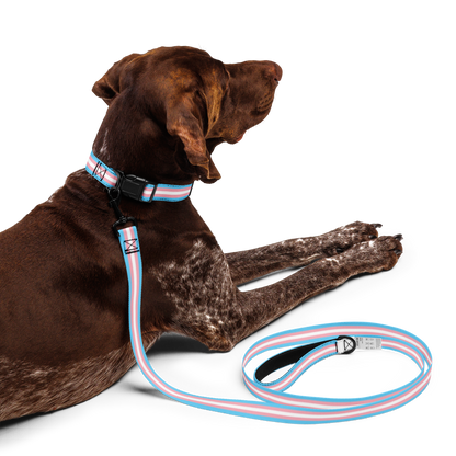 Trans Pride Flag Pet collar & leash