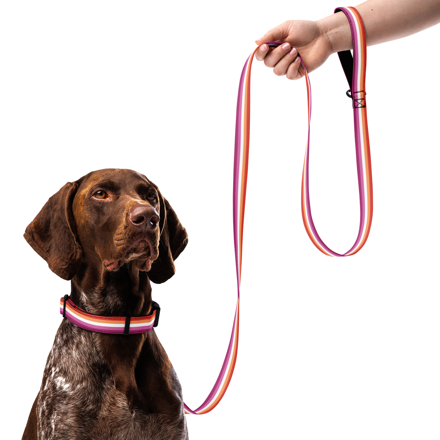 Lesbian Pride Flag Pet collar & leash