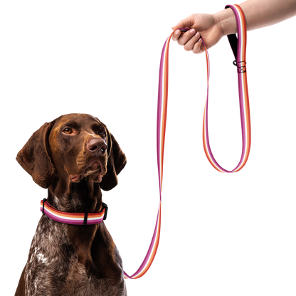 Lesbian Pride Flag Pet collar & leash