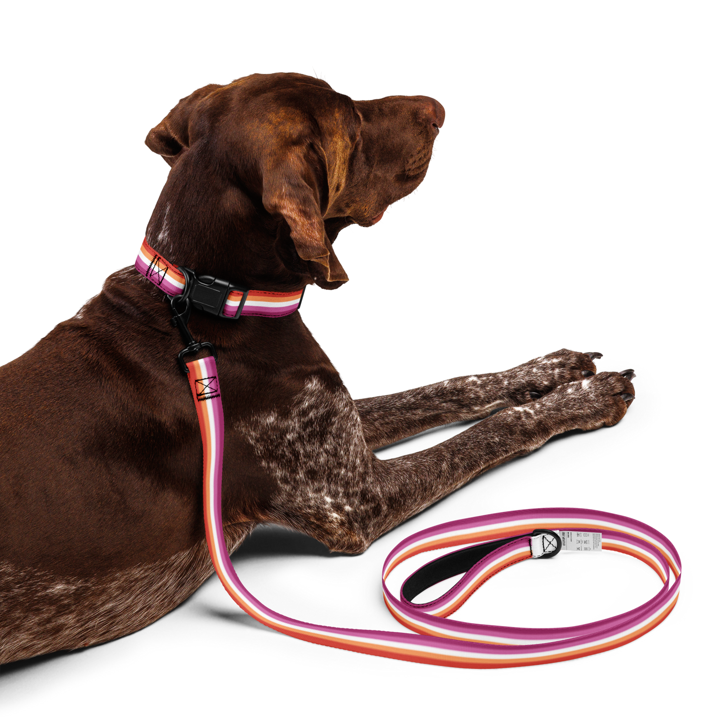 Lesbian Pride Flag Pet collar & leash