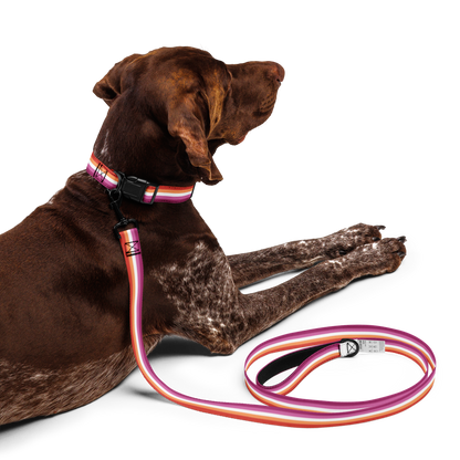 Lesbian Pride Flag Pet collar & leash