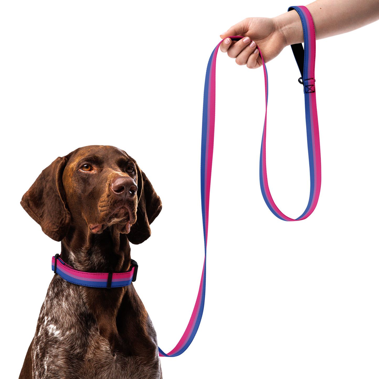 Bi Pride Flag Pet collar & leash