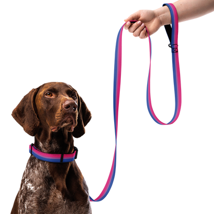 Bi Pride Flag Pet collar & leash