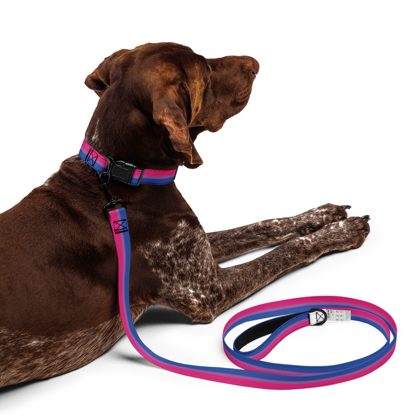 Bi Pride Flag Pet collar & leash