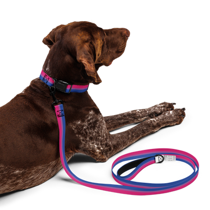 Bi Pride Flag Pet collar & leash