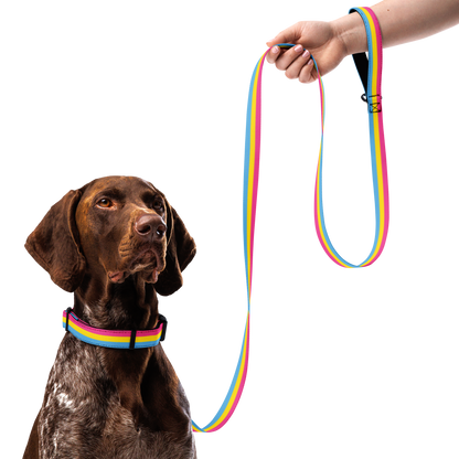 Pan Pride Flag Pet collar & leash