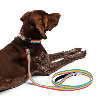 Pan Pride Flag Pet collar & leash