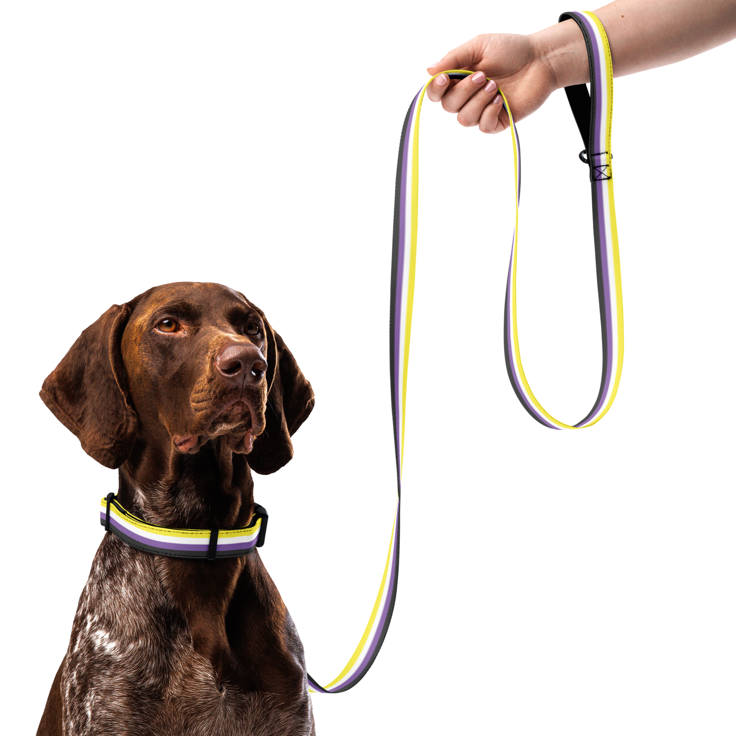 Enby Pride Flag Pet collar & leash