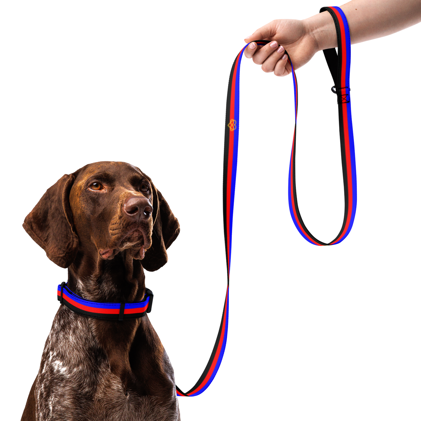 Poly Pride Flag Pet collar & leash