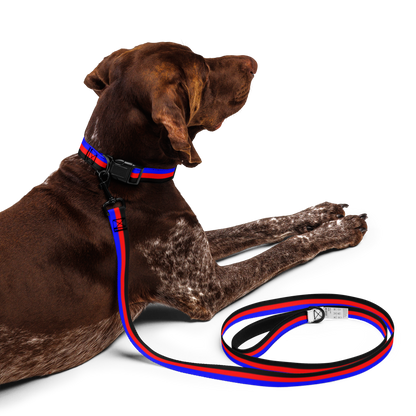 Poly Pride Flag Pet collar & leash