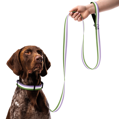 Genderqueer Pride Flag Pet collar & leash