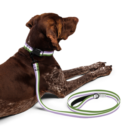 Genderqueer Pride Flag Pet collar & leash