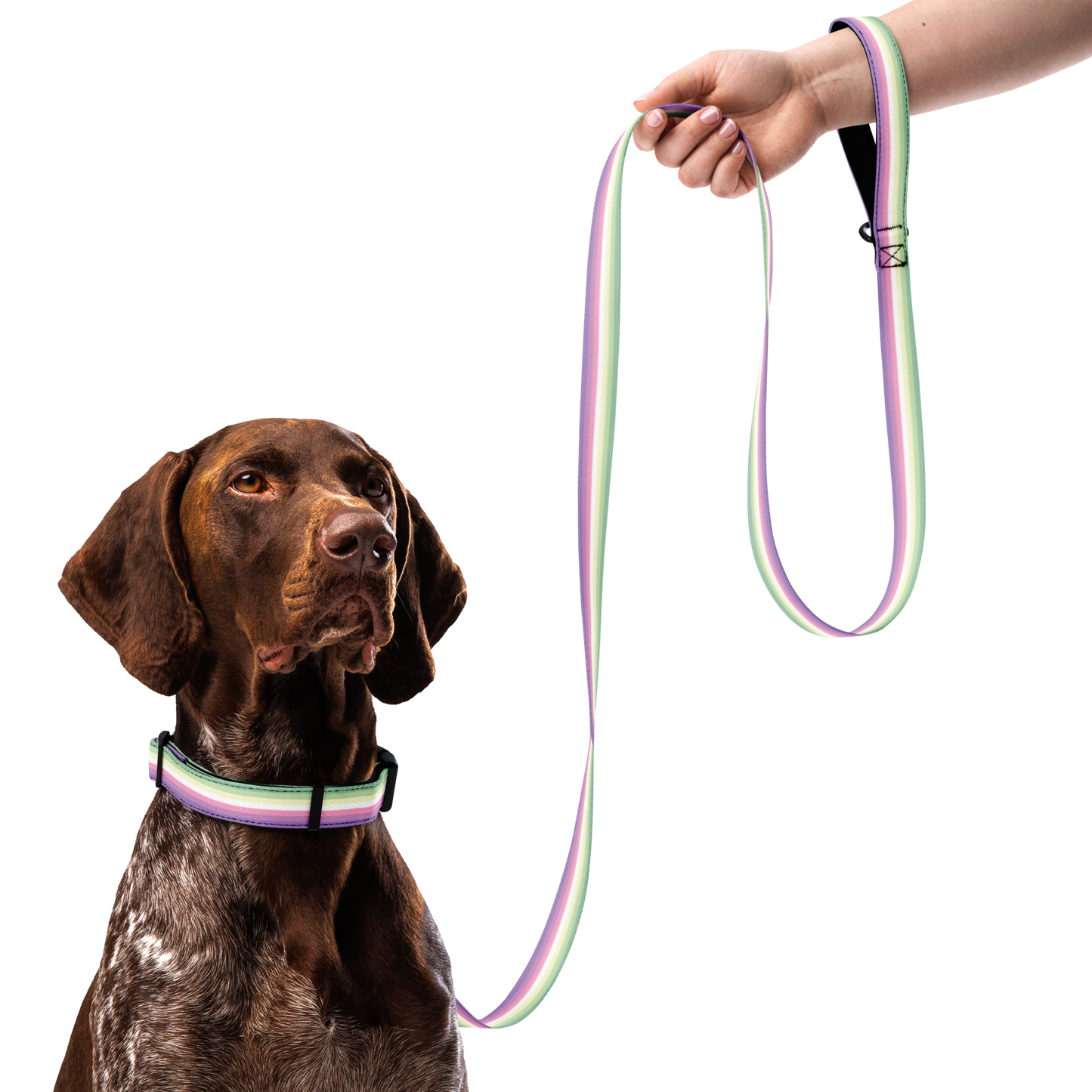 Genderfae Pride Flag Pet collar & leash