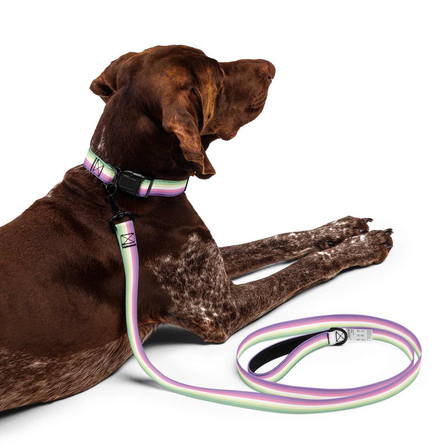 Genderfae Pride Flag Pet collar & leash