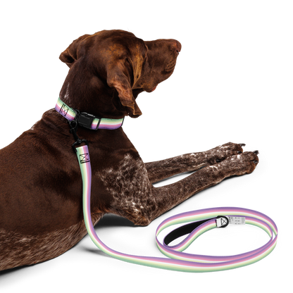 Genderfae Pride Flag Pet collar & leash