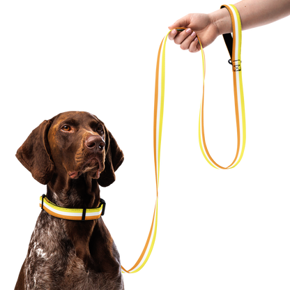 Maverique Pride Flag Pet collar & leash