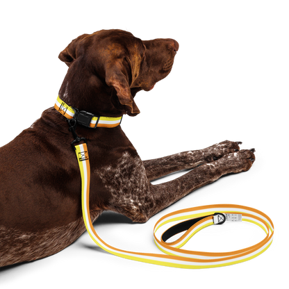 Maverique Pride Flag Pet collar & leash