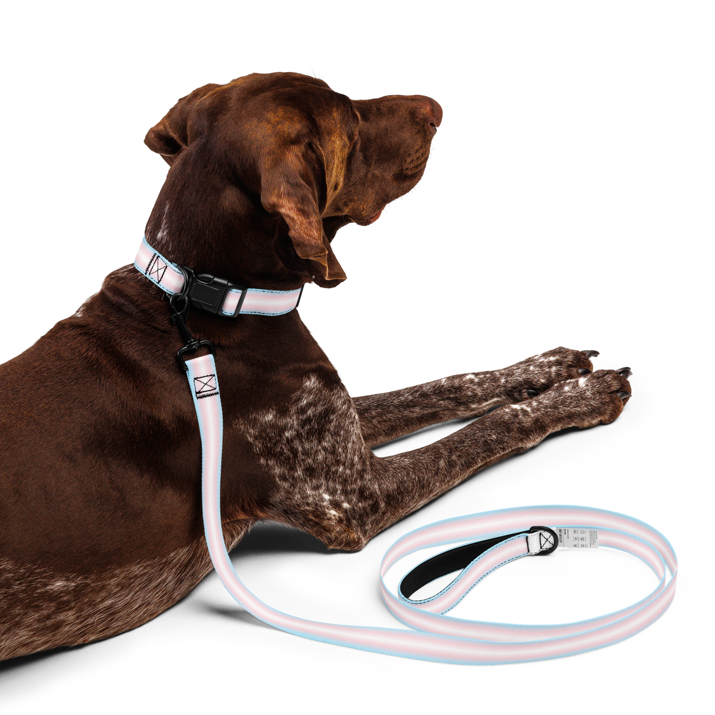 Tranny Pet collar & leash