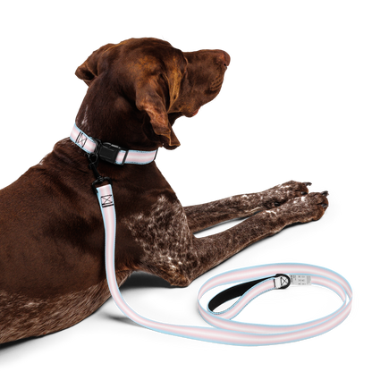 Tranny Pet collar & leash