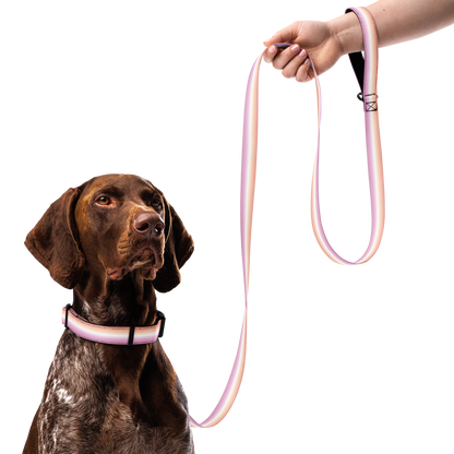 Dyke Pet collar & leash