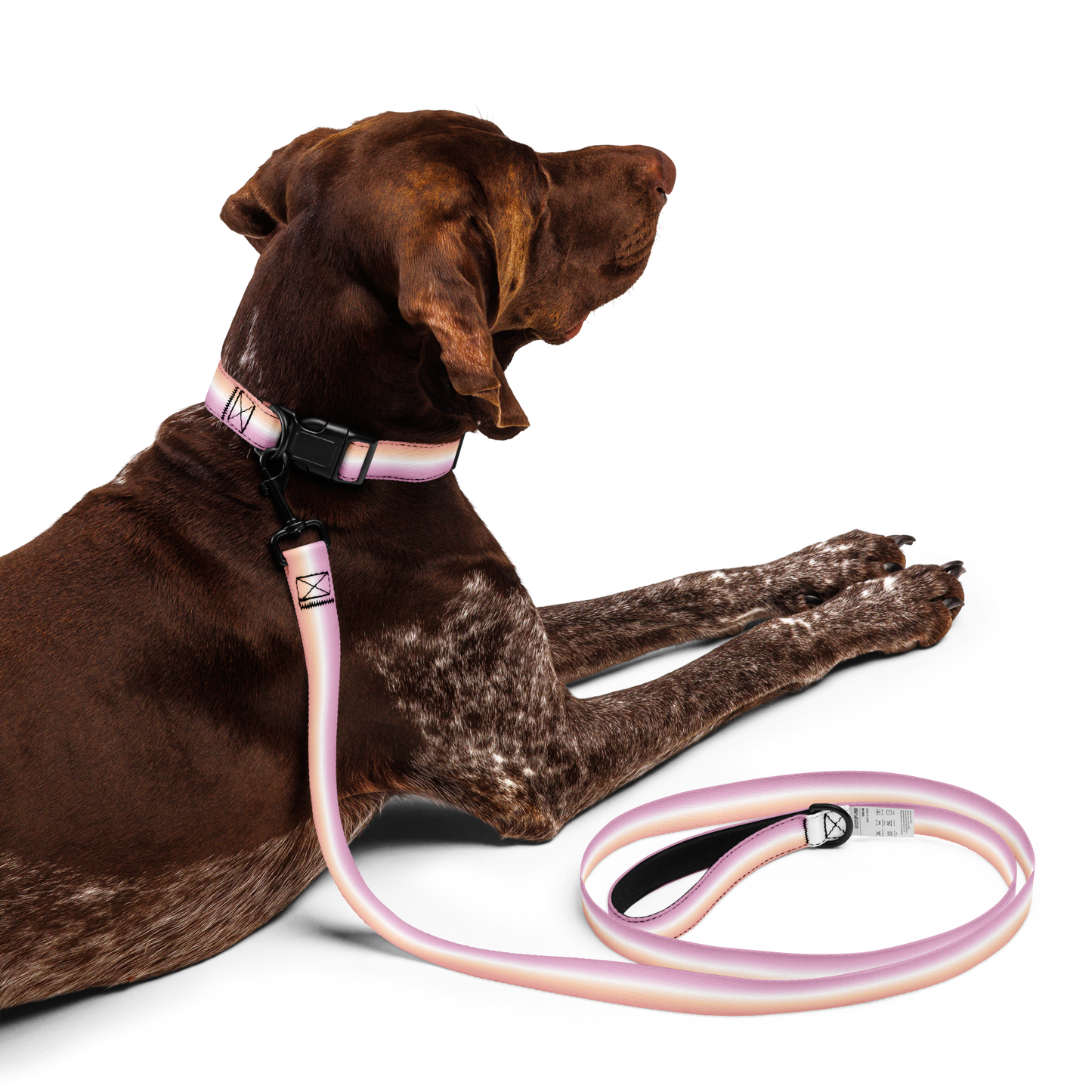 Dyke Pet collar & leash