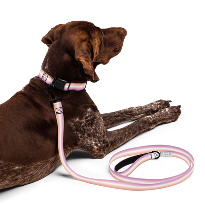 Dyke Pet collar & leash