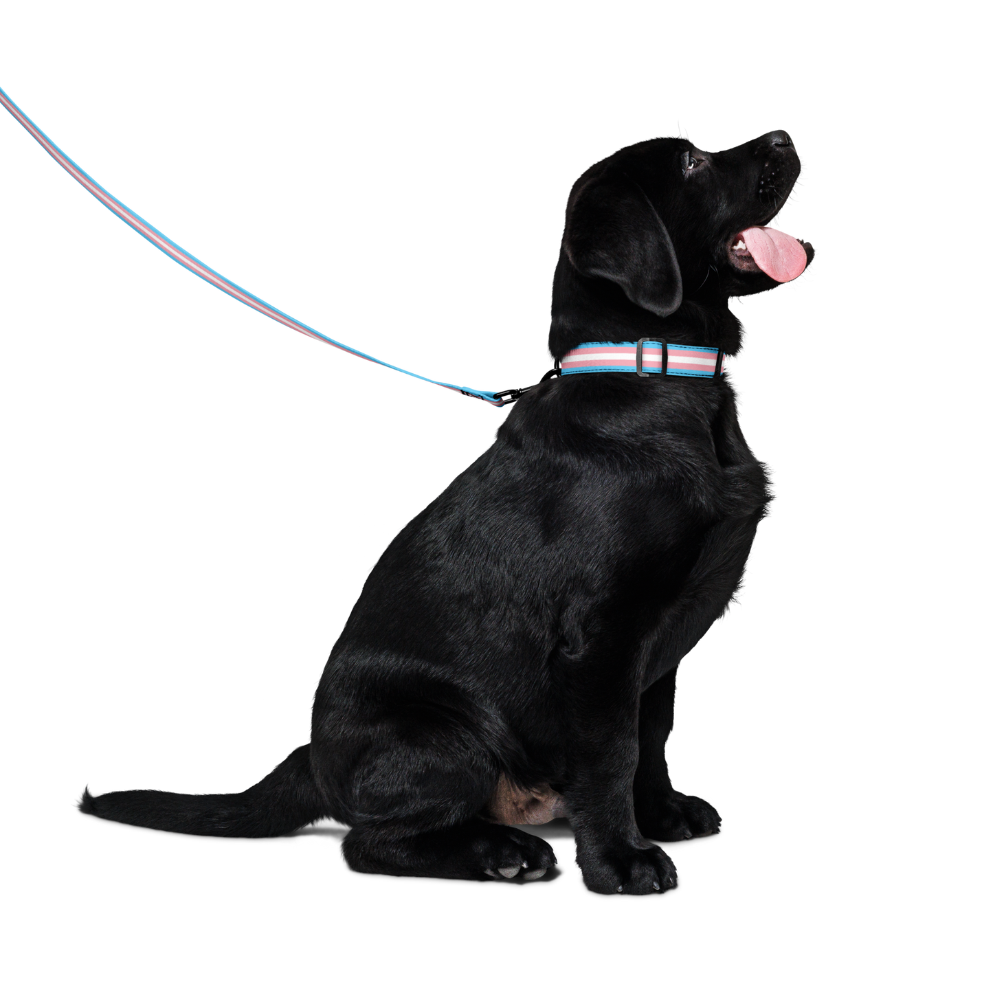 Trans Pride Flag Pet collar & leash