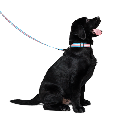 Trans Pride Flag Pet collar & leash