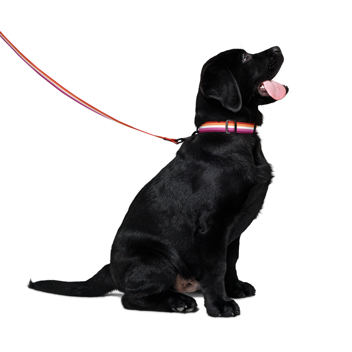 Lesbian Pride Flag Pet collar & leash