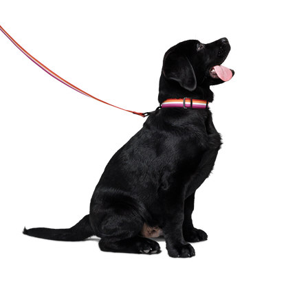 Lesbian Pride Flag Pet collar & leash