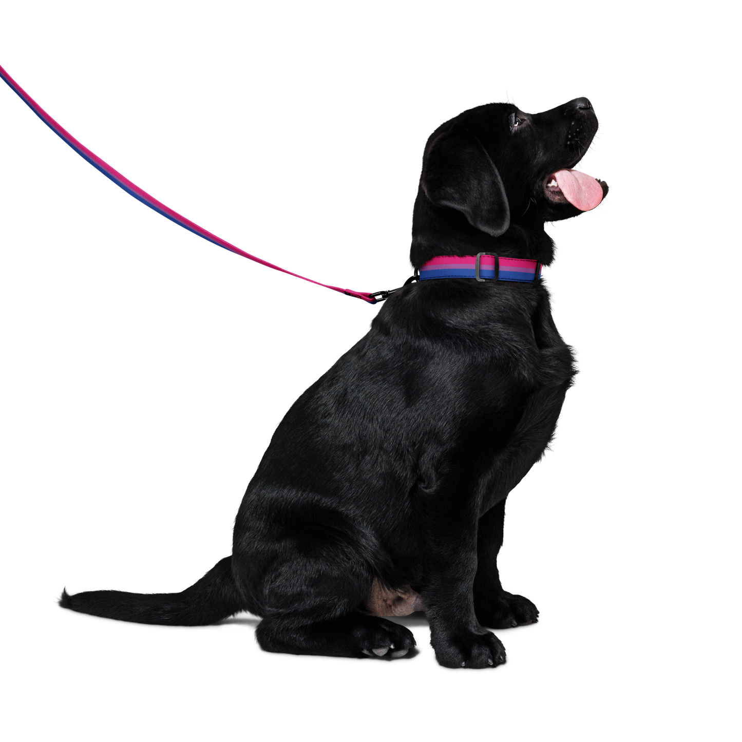 Bi Pride Flag Pet collar & leash