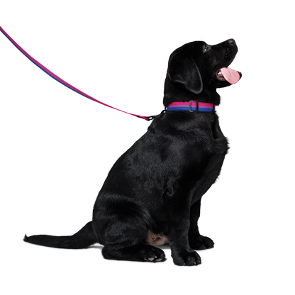 Bi Pride Flag Pet collar & leash