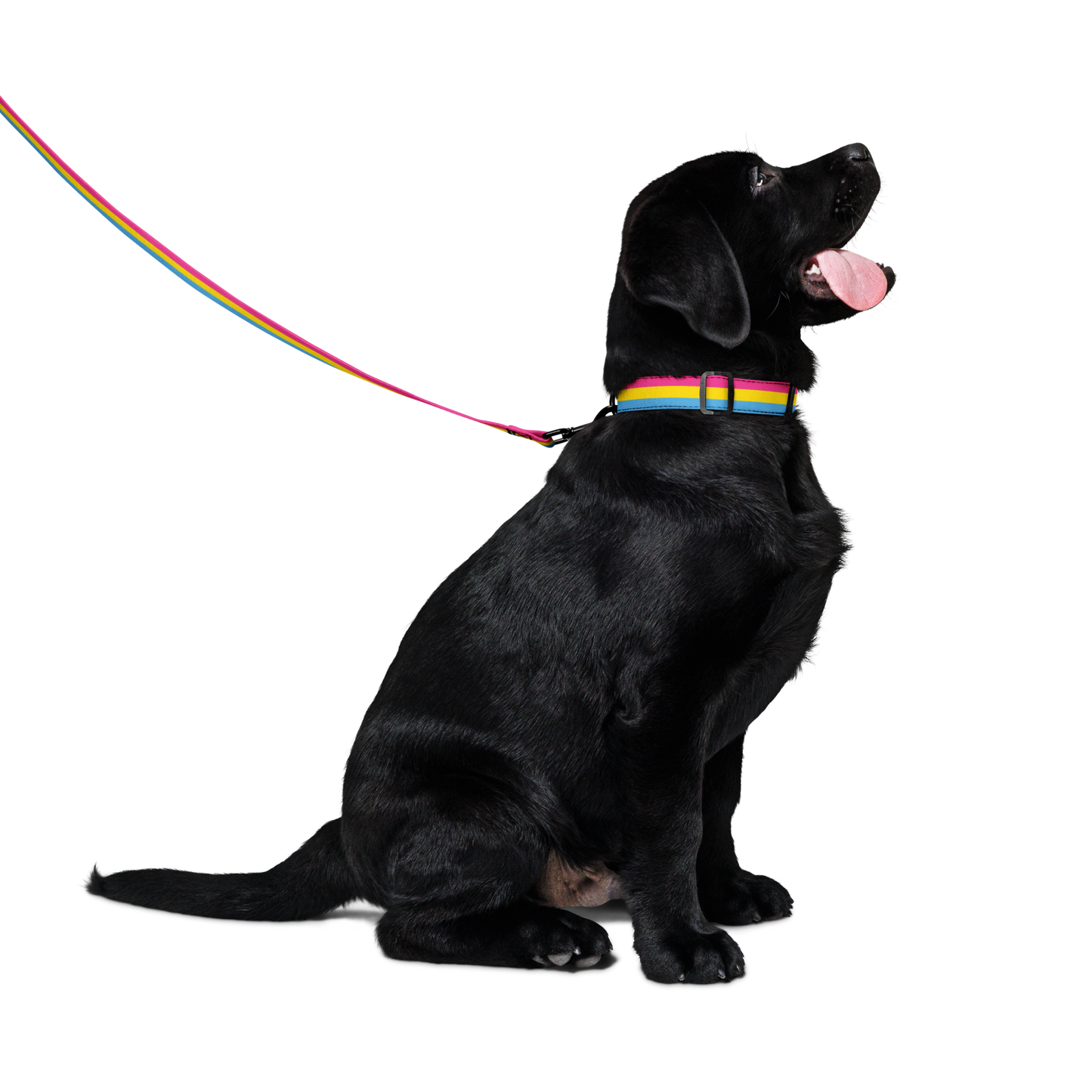 Pan Pride Flag Pet collar & leash