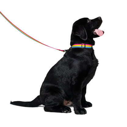 Pan Pride Flag Pet collar & leash