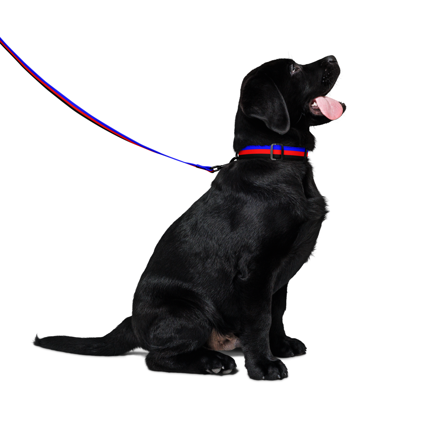 Poly Pride Flag Pet collar & leash