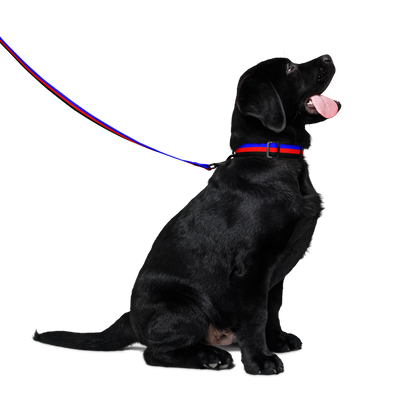 Poly Pride Flag Pet collar & leash