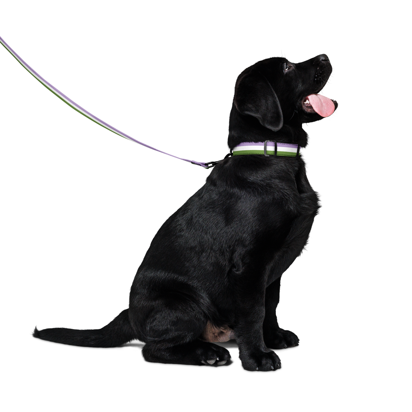 Genderqueer Pride Flag Pet collar & leash