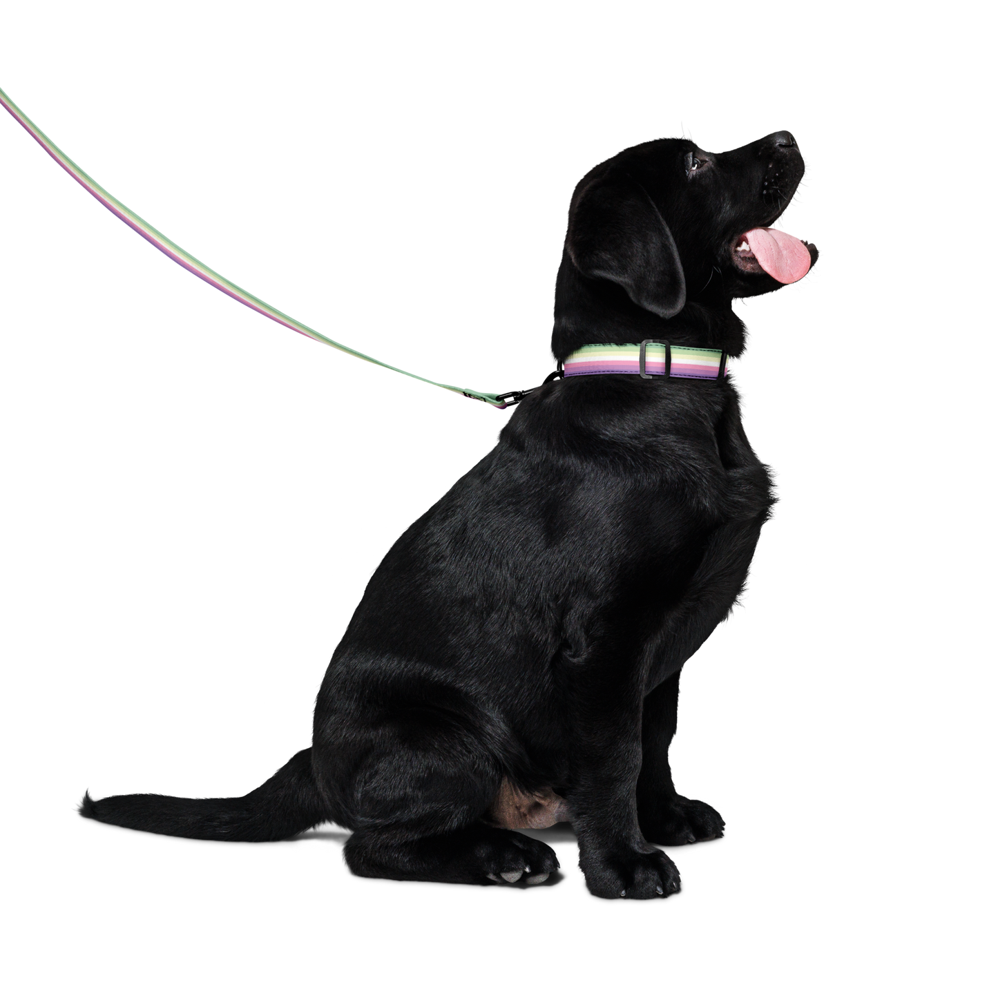 Genderfae Pride Flag Pet collar & leash