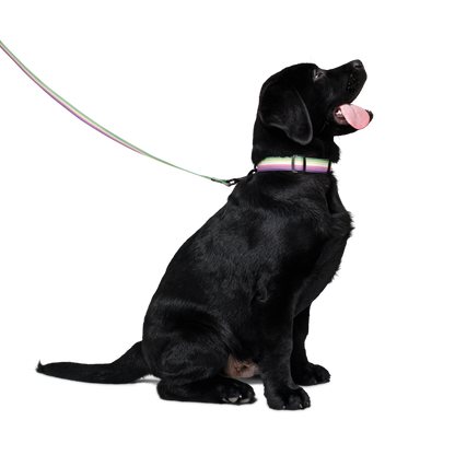 Genderfae Pride Flag Pet collar & leash