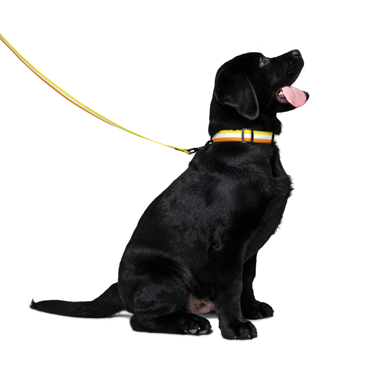 Maverique Pride Flag Pet collar & leash