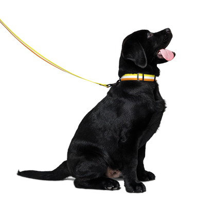 Maverique Pride Flag Pet collar & leash