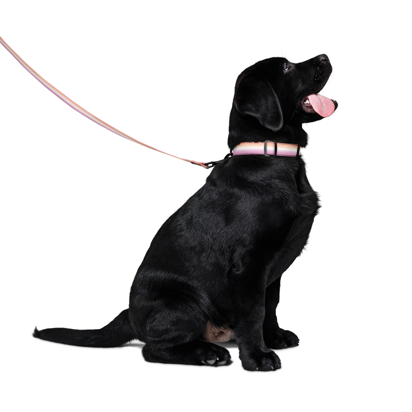 Dyke Pet collar & leash