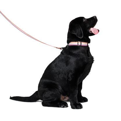 Dyke Pet collar & leash