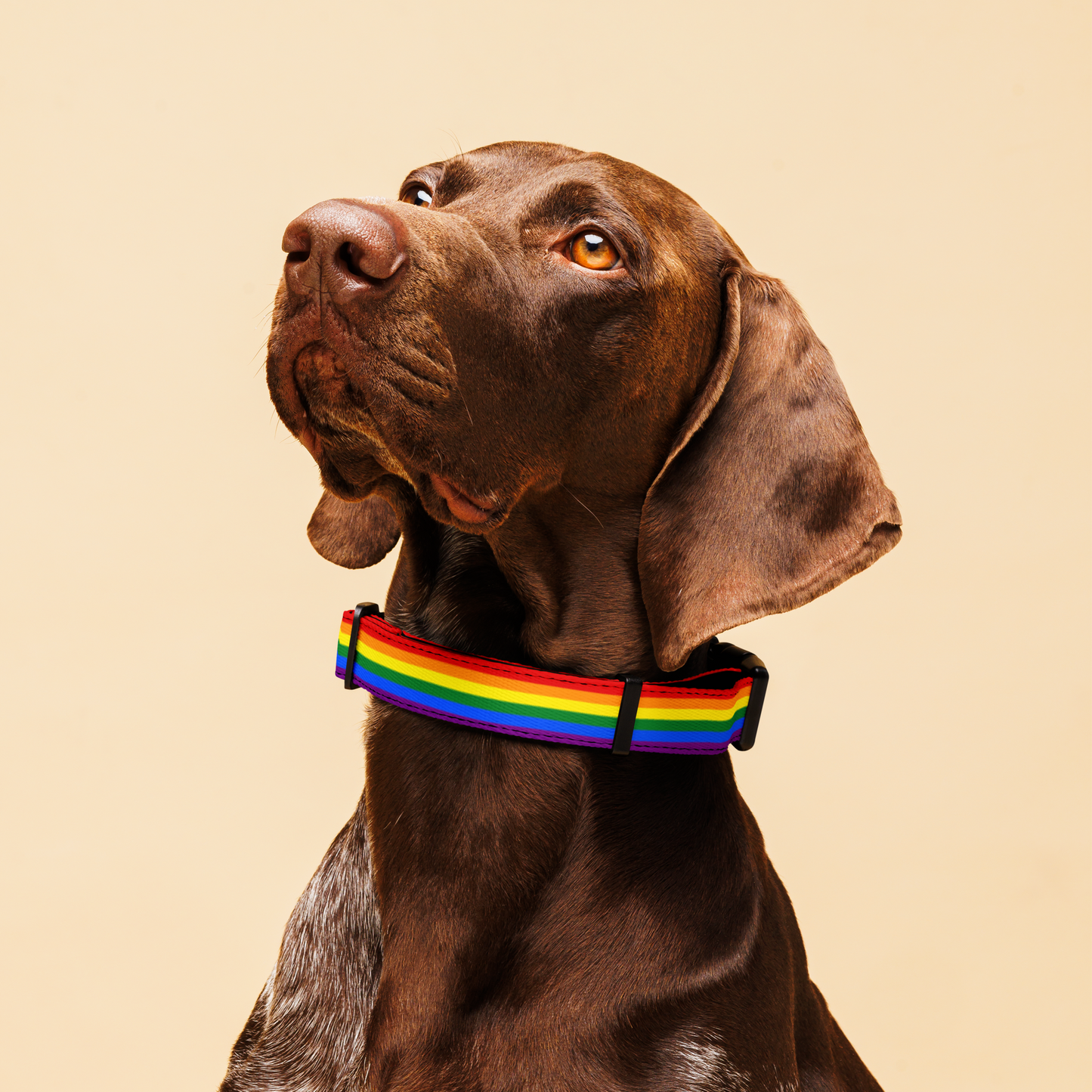 Rainbow Pride Flag Pet collar