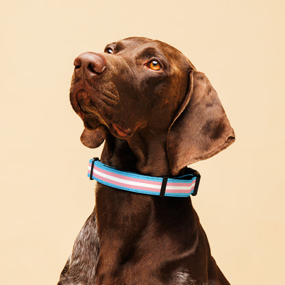 Trans Pride Flag Pet collar