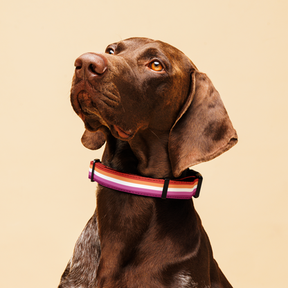 Lesbian Pride Flag Pet collar