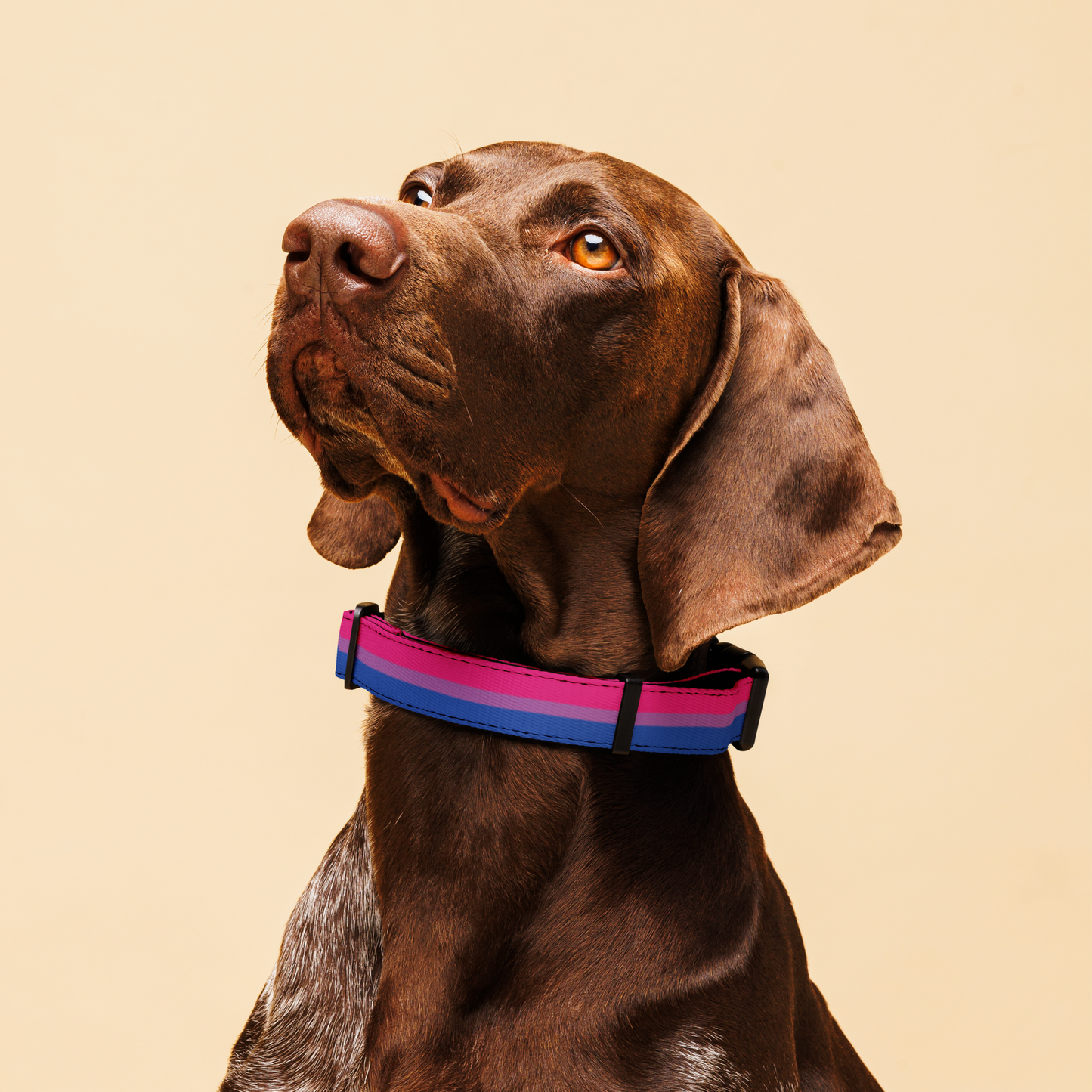 Bi Pride Flag Pet collar