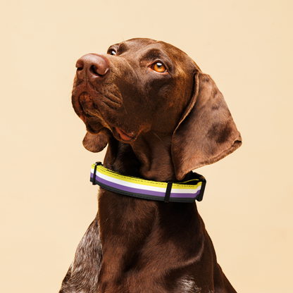 Enby Pride Flag Pet collar